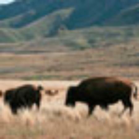 Banh Trang Nuong Tap Tap